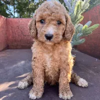 Maple, a female Miniature Goldendoodle for sale in Lebanon, MO – Photo 1 of 8