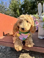 Peaches, a female Poodle - Miniature  for sale in Lebanon, MO – 4 of 10