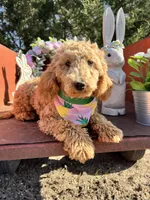 Peaches, a female Poodle - Miniature  for sale in Lebanon, MO – 8 of 10