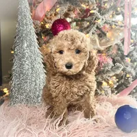 Peaches, a female Poodle - Miniature  for sale in Lebanon, MO – Photo 6 of 9