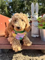 Peaches, a female Poodle - Miniature  for sale in Lebanon, MO – 3 of 10
