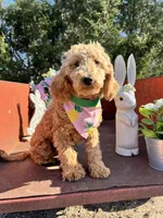 Peaches, a female Poodle - Miniature  for sale in Lebanon, MO – 10 of 10