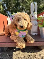 Peaches, a female Poodle - Miniature  for sale in Lebanon, MO – 7 of 10