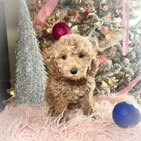 Peaches, a female Poodle - Miniature  for sale in Lebanon, MO – Photo 9 of 9