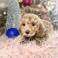 Peaches, a female Poodle - Miniature  for sale in Lebanon, MO – Photo 5 of 9