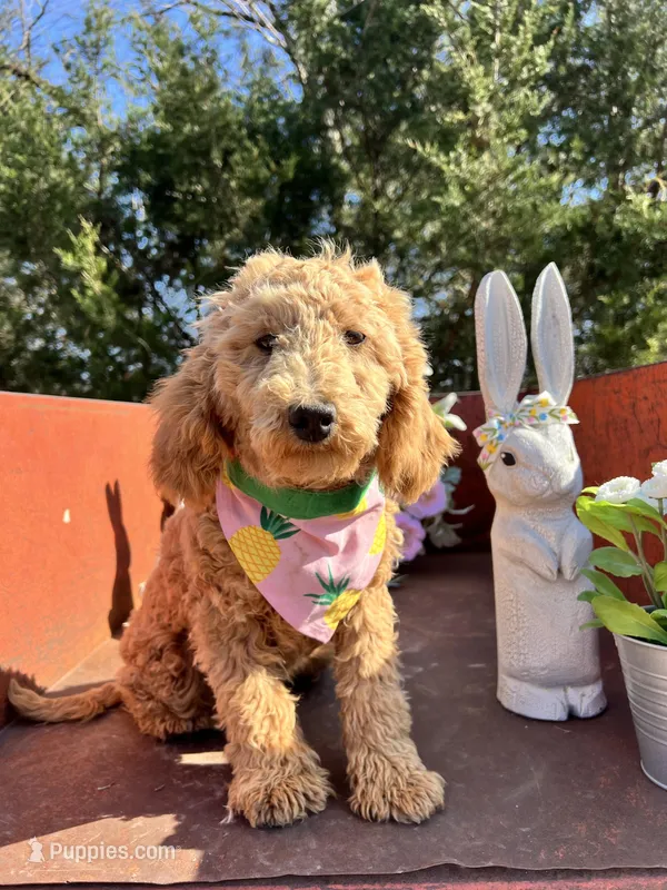 Peaches – Poodle - Miniature  puppy for sale in Lebanon, MO