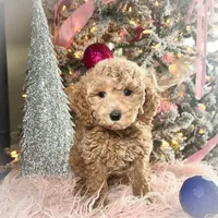 Peaches, a female Poodle - Miniature  for sale in Lebanon, MO – Photo 8 of 9
