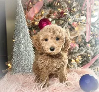 processed/77a18e2a-d640-428b-9eed-12b2fb1153e5/listing/afcbc10e-3fb0-42a1-95fe-580caf914041/9256ef93-af80-4c3b-8188-8afaae4b4095