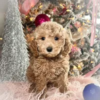 Peaches, a female Poodle - Miniature  for sale in Lebanon, MO – Photo 2 of 9
