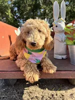 Peaches, a female Poodle - Miniature  for sale in Lebanon, MO – 2 of 10