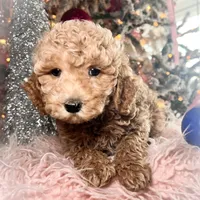 Peaches, a female Poodle - Miniature  for sale in Lebanon, MO – Photo 3 of 9
