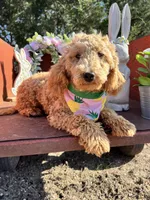 Peaches, a female Poodle - Miniature  for sale in Lebanon, MO – 6 of 10