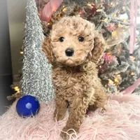 Peaches, a female Poodle - Miniature  for sale in Lebanon, MO – Photo 4 of 9