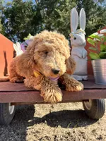 Peaches, a female Poodle - Miniature  for sale in Lebanon, MO – 5 of 10