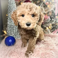 Peaches, a female Poodle - Miniature  for sale in Lebanon, MO – Photo 1 of 9
