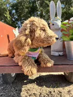 Peaches, a female Poodle - Miniature  for sale in Lebanon, MO – 9 of 10