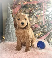 Rocky Road, a male Poodle - Miniature  for sale in Lebanon, MO – Photo 6 of 10