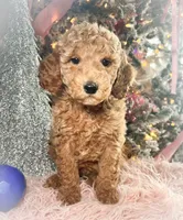 Rocky Road, a male Poodle - Miniature  for sale in Lebanon, MO – Photo 1 of 10