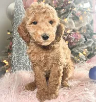 Rocky Road, a male Poodle - Miniature  for sale in Lebanon, MO – Photo 3 of 10