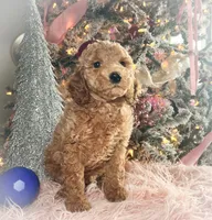 Rocky Road, a male Poodle - Miniature  for sale in Lebanon, MO – Photo 9 of 10