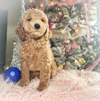 Rocky Road, a male Poodle - Miniature  for sale in Lebanon, MO – Photo 4 of 10