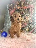 Rocky Road, a male Poodle - Miniature  for sale in Lebanon, MO – Photo 7 of 10