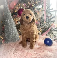 Rocky Road, a male Poodle - Miniature  for sale in Lebanon, MO – Photo 8 of 10