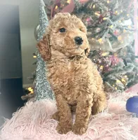 Rocky Road, a male Poodle - Miniature  for sale in Lebanon, MO – Photo 10 of 10