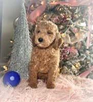 Rocky Road, a male Poodle - Miniature  for sale in Lebanon, MO – Photo 5 of 10