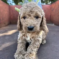 Rusty, a male Miniature Goldendoodle for sale in Lebanon, MO – Photo 3 of 10