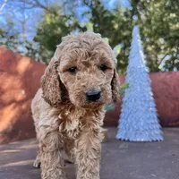 Rusty, a male Miniature Goldendoodle for sale in Lebanon, MO – Photo 10 of 10