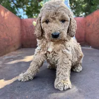 Rusty, a male Miniature Goldendoodle for sale in Lebanon, MO – Photo 1 of 10