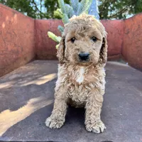 Rusty, a male Miniature Goldendoodle for sale in Lebanon, MO – Photo 6 of 10