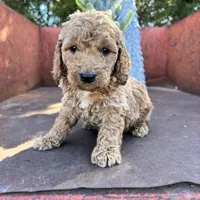 Rusty, a male Miniature Goldendoodle for sale in Lebanon, MO – Photo 8 of 10