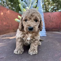 Rusty, a male Miniature Goldendoodle for sale in Lebanon, MO – Photo 2 of 10