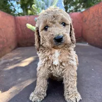Rusty, a male Miniature Goldendoodle for sale in Lebanon, MO – Photo 5 of 10