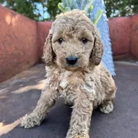 Rusty, a male Miniature Goldendoodle for sale in Lebanon, MO – Photo 9 of 10