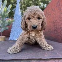 Rusty, a male Miniature Goldendoodle for sale in Lebanon, MO – Photo 4 of 10