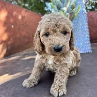 Rusty, a male Miniature Goldendoodle for sale in Lebanon, MO – Photo 7 of 10