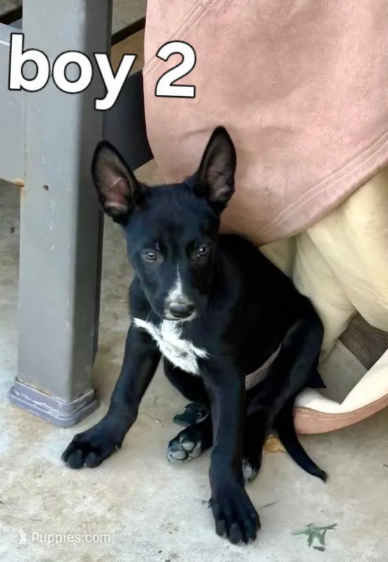 Elvis – Australian Cattle Dog puppy for sale in Pine, AZ