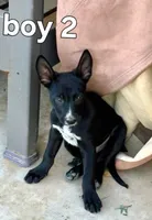 Elvis, a male Australian Cattle Dog for sale in Pine, AZ – 1 of 1
