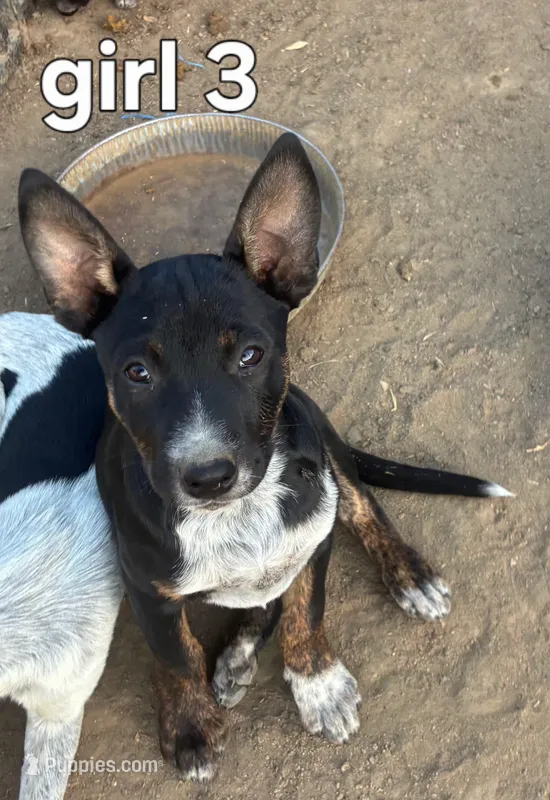 Betty – Australian Cattle Dog puppy for sale in Pine, AZ