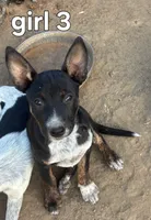 Betty, a female Australian Cattle Dog for sale in Pine, AZ – 1 of 1