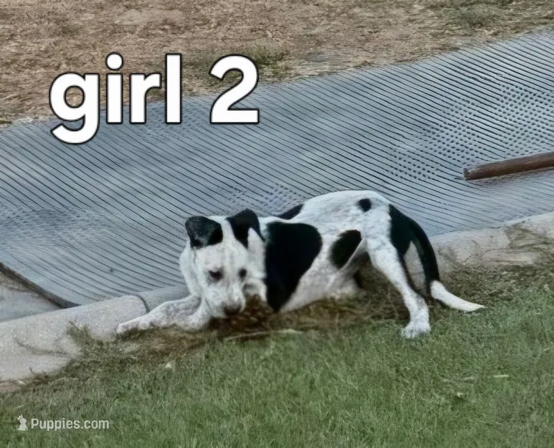Jill – Australian Cattle Dog puppy for sale in Pine, AZ