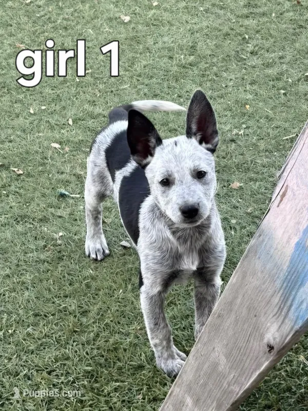 Pepper – Australian Cattle Dog puppy for sale in Pine, AZ