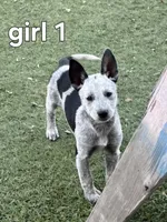 Pepper, a female Australian Cattle Dog for sale in Pine, AZ – 1 of 1