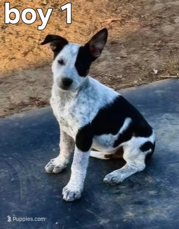 Oreo – Australian Cattle Dog puppy for sale in Pine, AZ