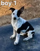 Oreo, a male Australian Cattle Dog for sale in Pine, AZ – 1 of 1