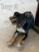 Jay, a male Australian Cattle Dog for sale in Pine, AZ – 1 of 1