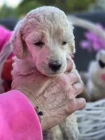 Navy Blue, a male Poodle - Standard  for sale in Lake Elsinore, CA – Photo 2 of 4